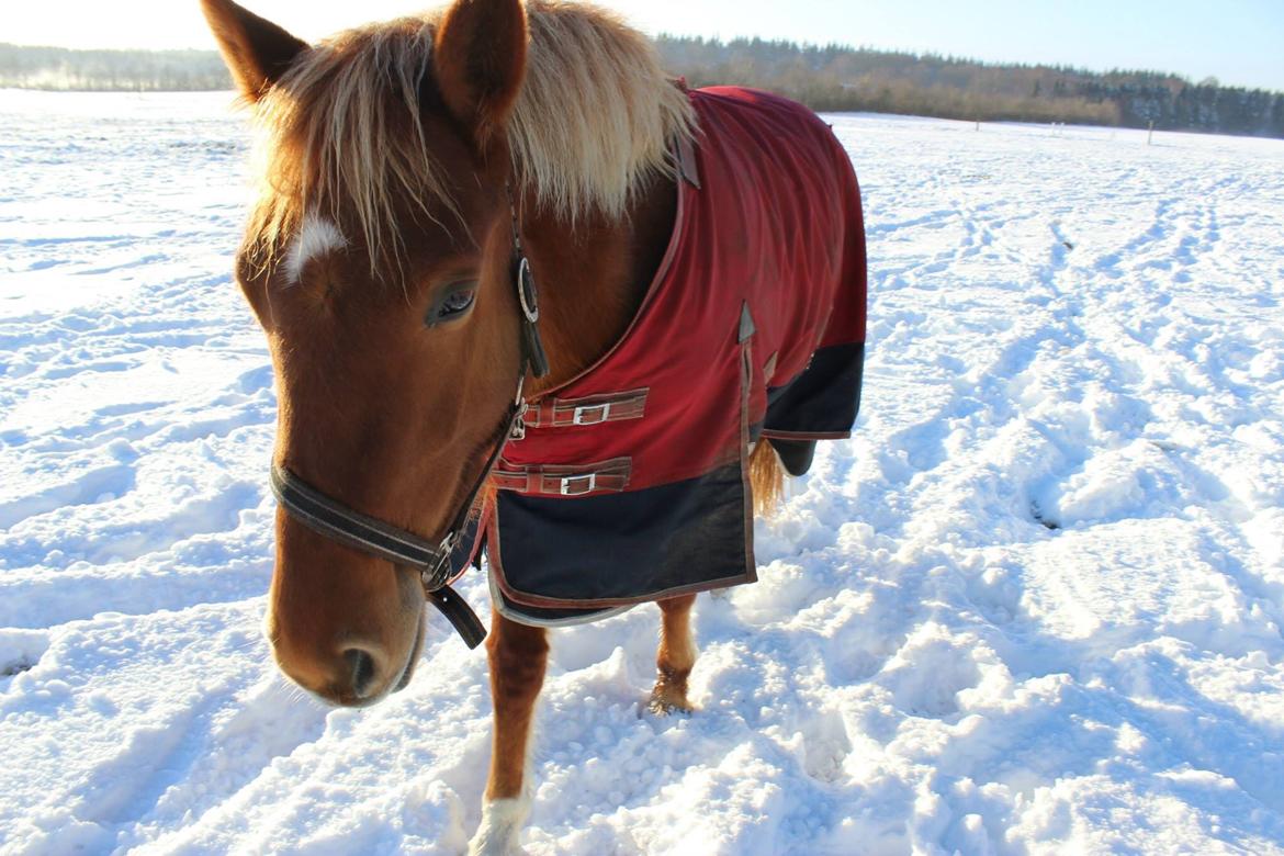 New Forest Nina (Ninja) billede 18