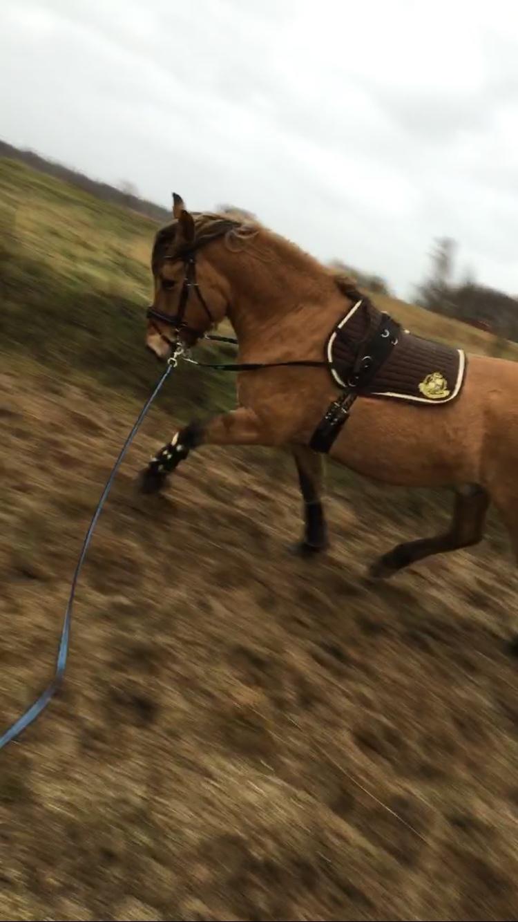 Anden særlig race Cisco billede 7