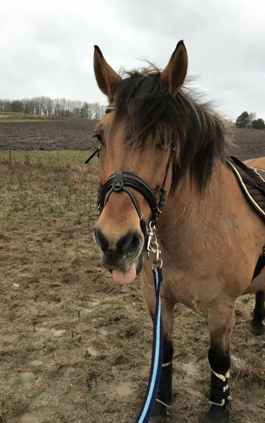 Anden særlig race Cisco billede 8