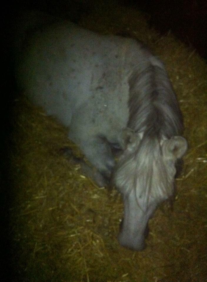 Anden særlig race Playboy Comet billede 1