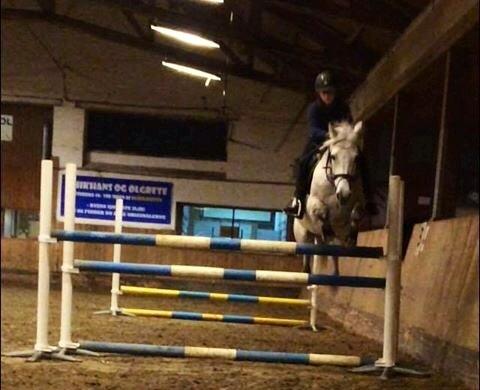 Anden særlig race Playboy Comet billede 3