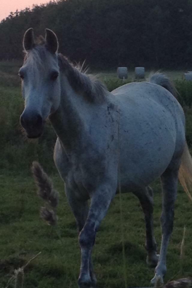 Anden særlig race Playboy Comet billede 2