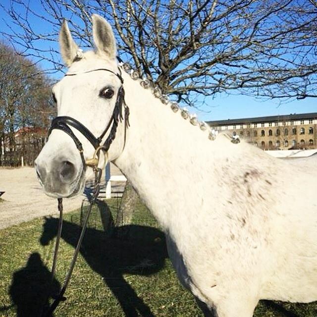 Anden særlig race Playboy Comet billede 6