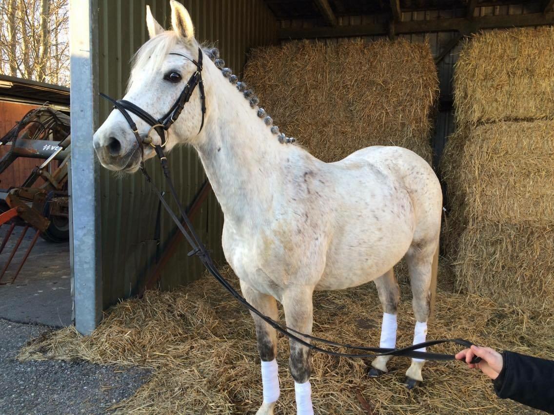 Anden særlig race Playboy Comet billede 5