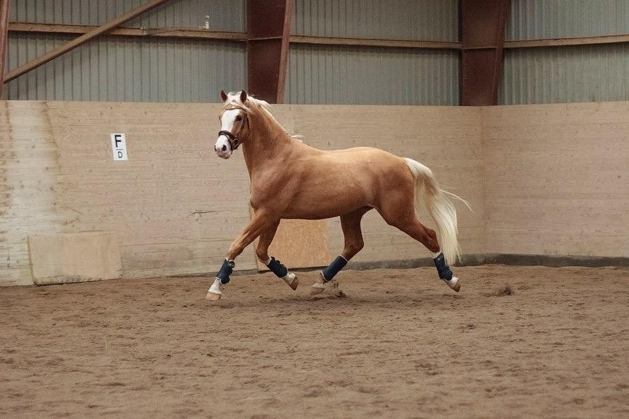 Palomino Richelieu's Fièvre d'or billede 11