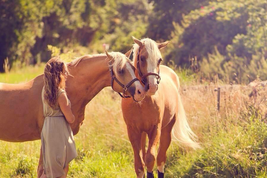 Palomino Shulay Gold Fever*AVLSHINGST* billede 16