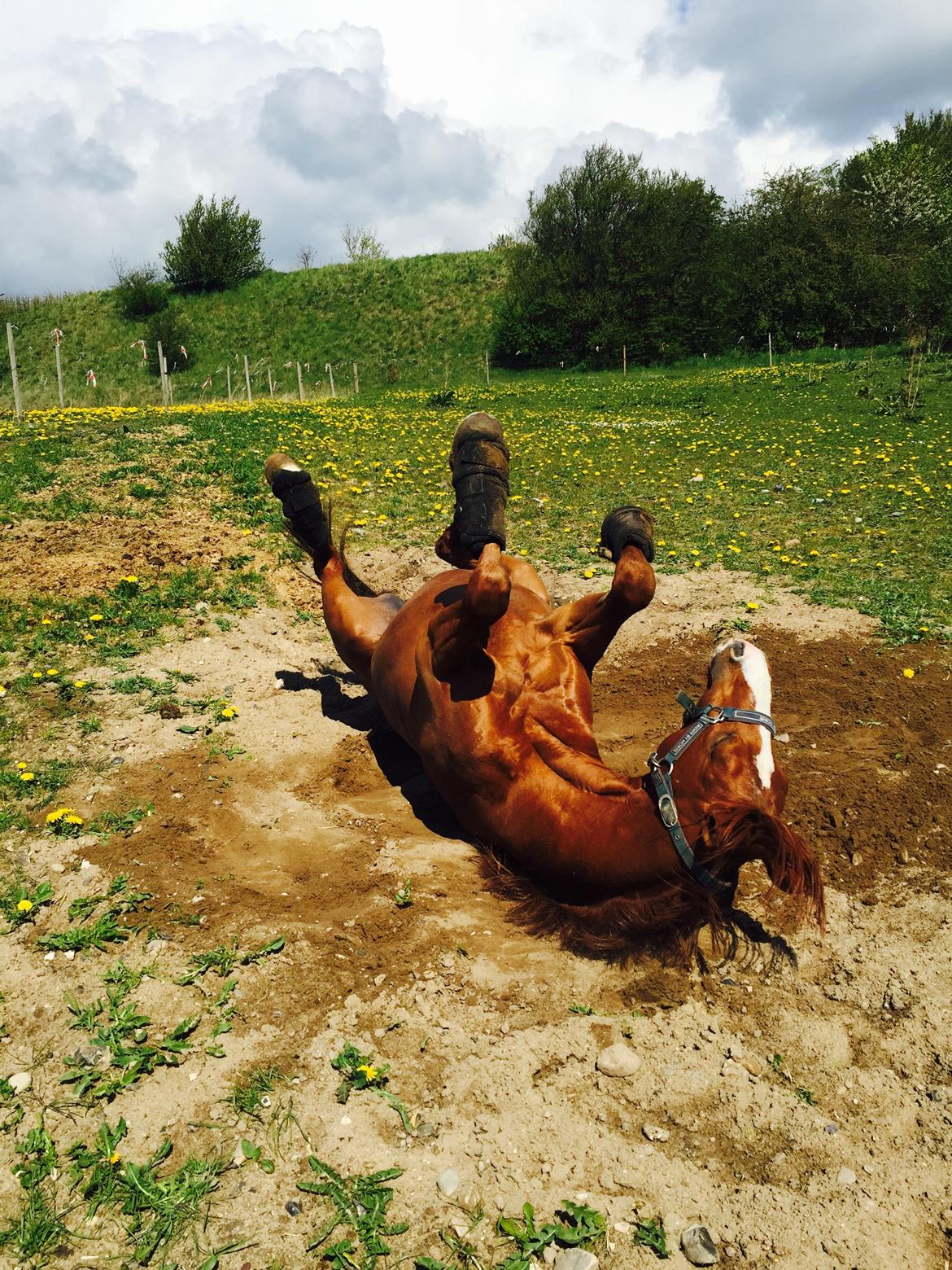 DSP Charming-Boy SE.M. SPH 164 billede 7