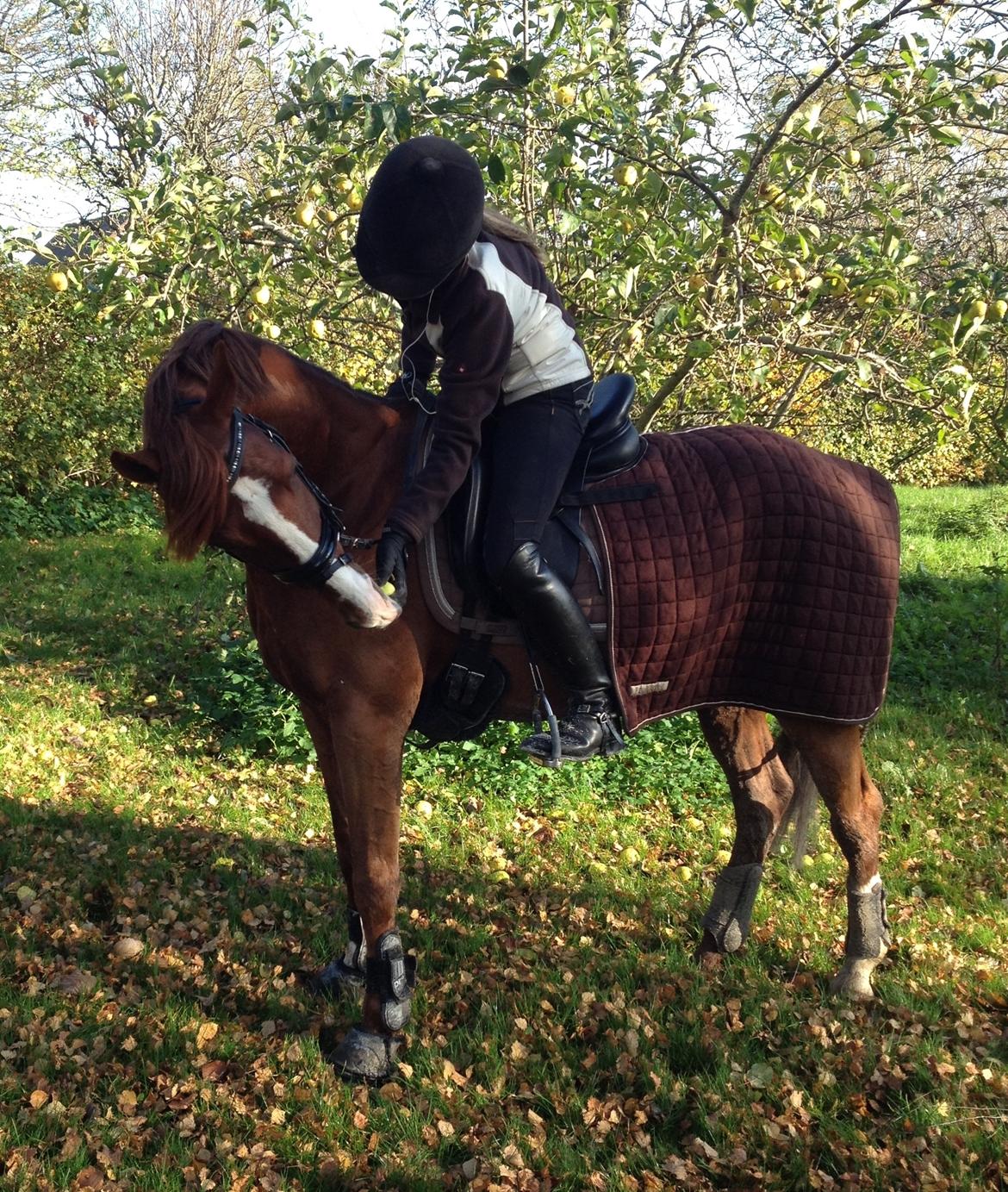 DSP Charming-Boy SE.M. SPH 164 billede 5