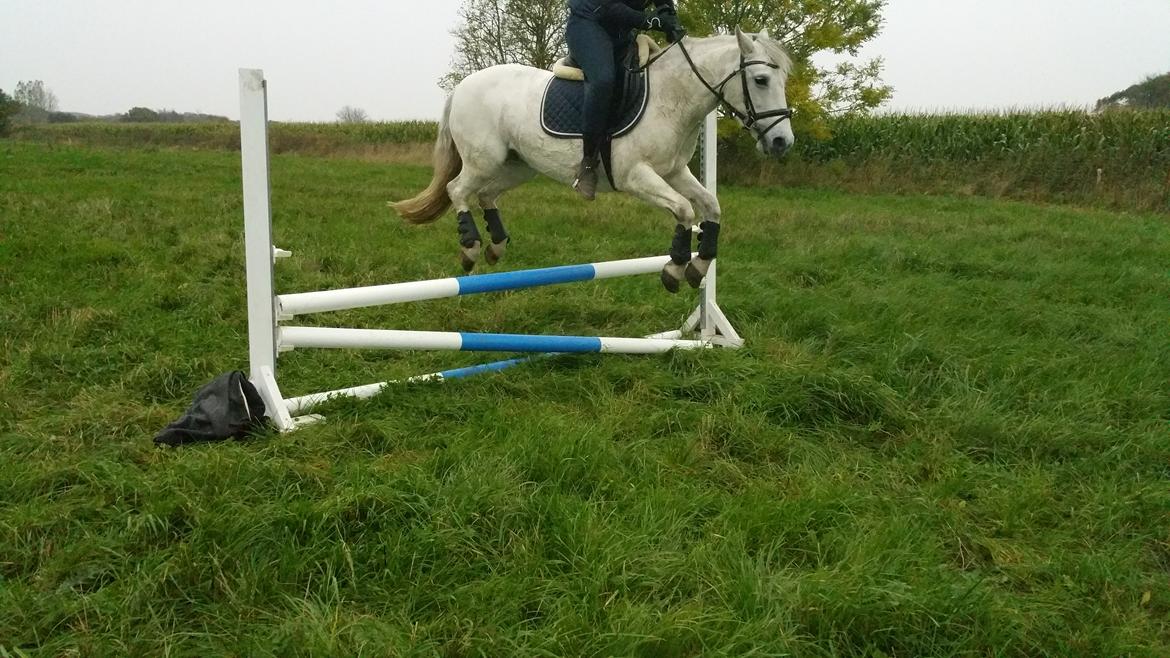 Connemara Ålegårds Malou billede 18