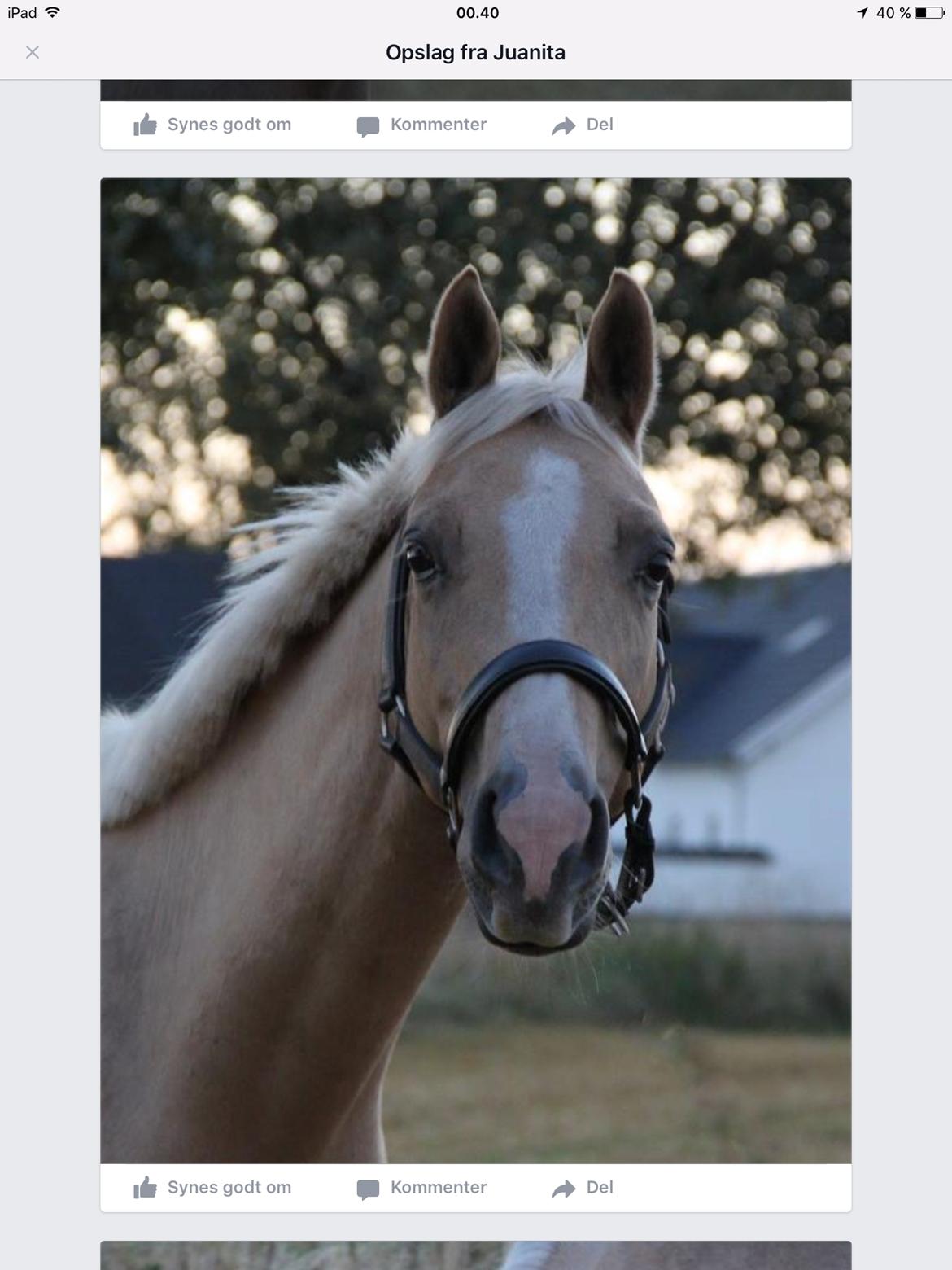 Palomino Nannerupgaards Castor billede 8