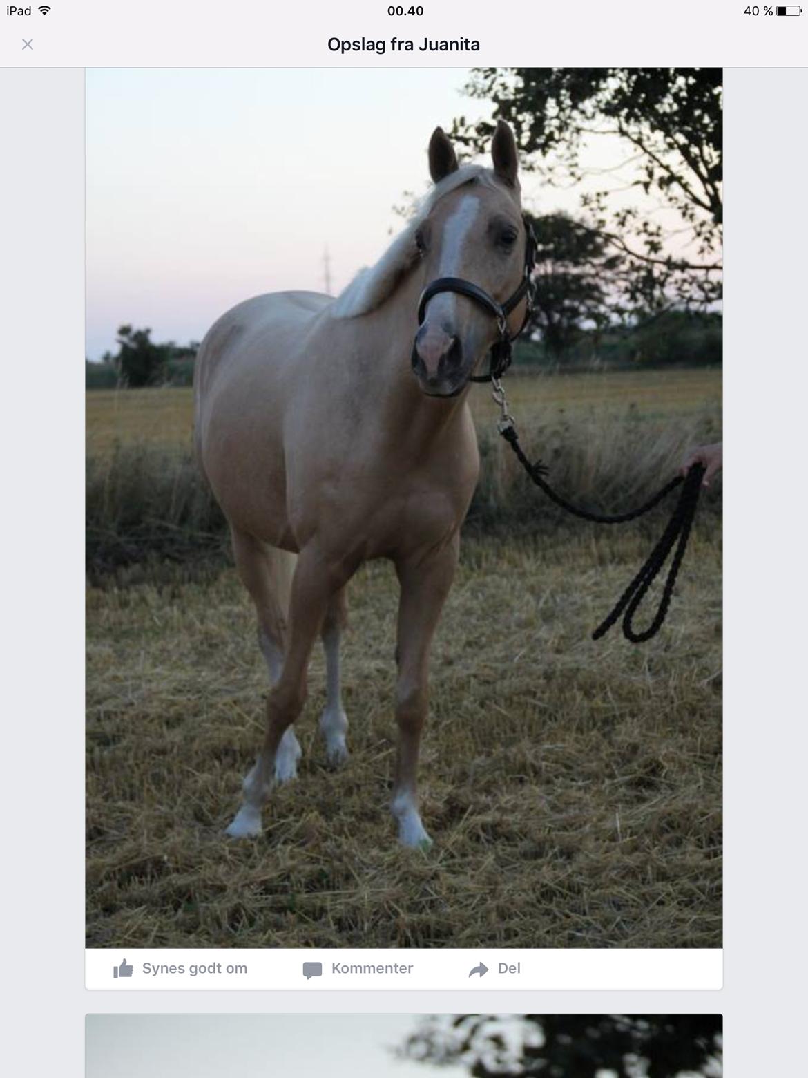 Palomino Nannerupgaards Castor billede 13