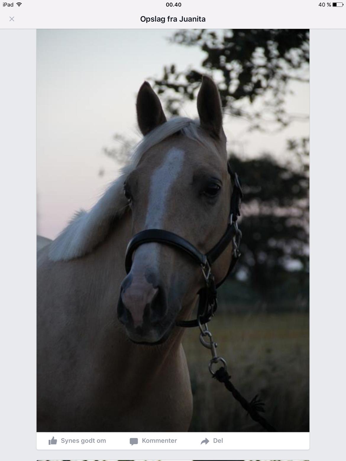 Palomino Nannerupgaards Castor billede 11