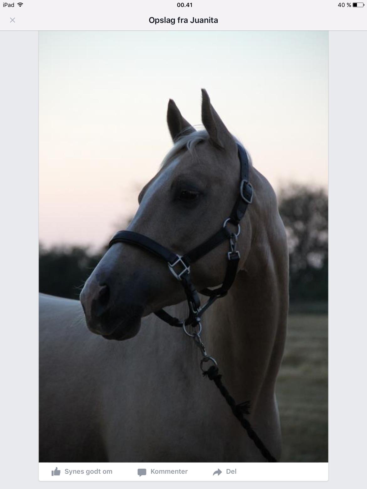 Palomino Nannerupgaards Castor billede 17