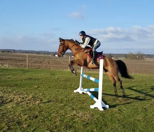 Dansk Varmblod Nevell billede 17