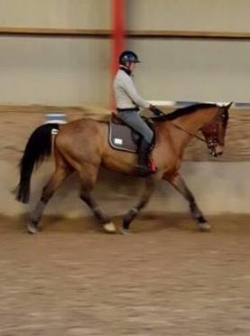 Dansk Varmblod Nevell billede 15