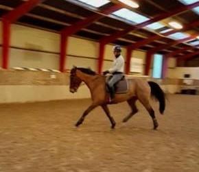 Dansk Varmblod Nevell billede 16