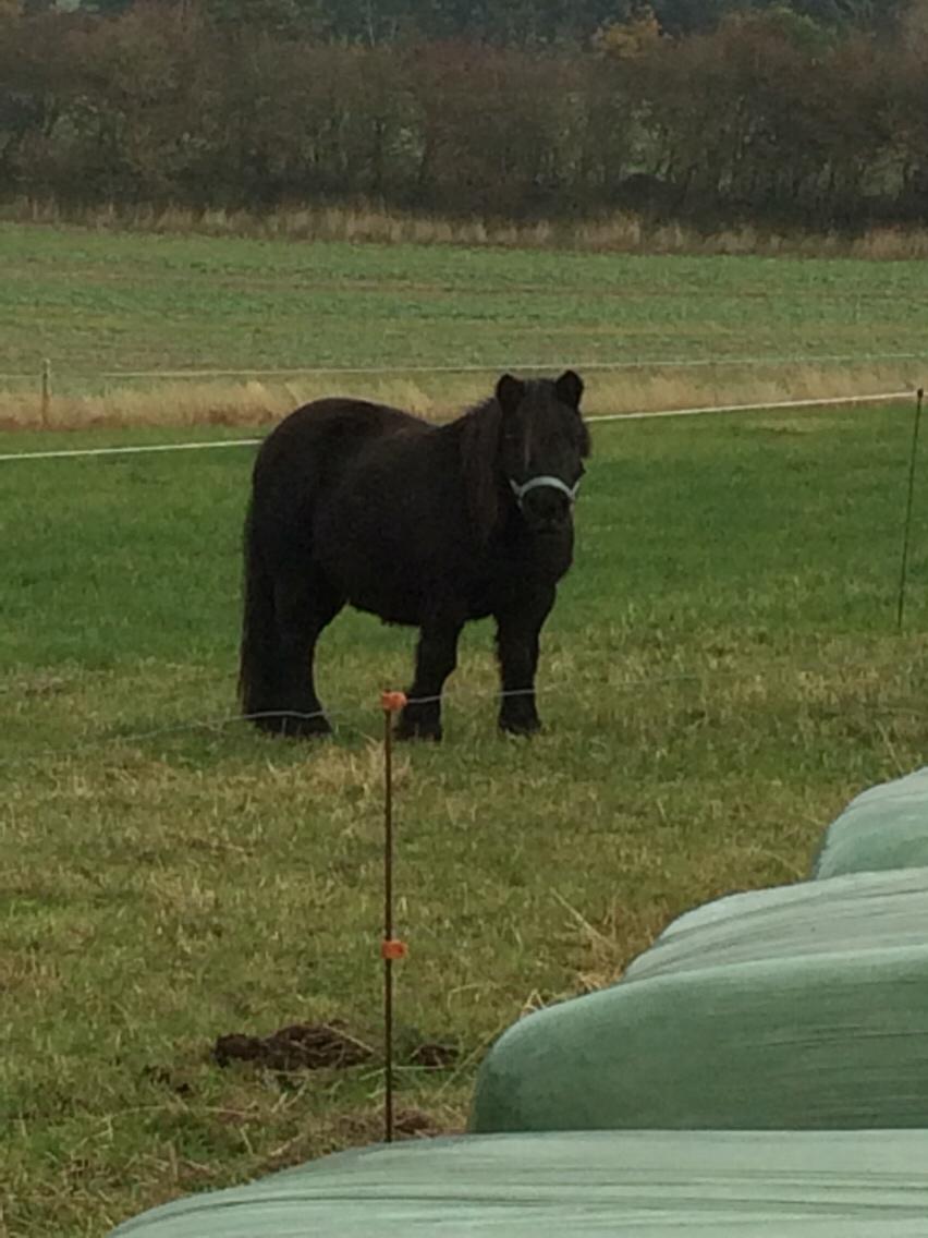 Shetlænder Mulle.  billede 18