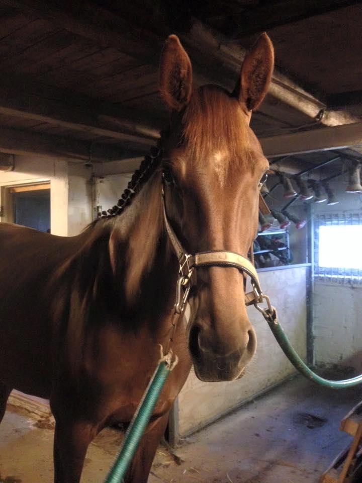 Dansk Varmblod Trøstruplunds samira billede 1