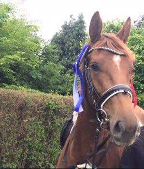 Dansk Varmblod Trøstruplunds samira billede 4