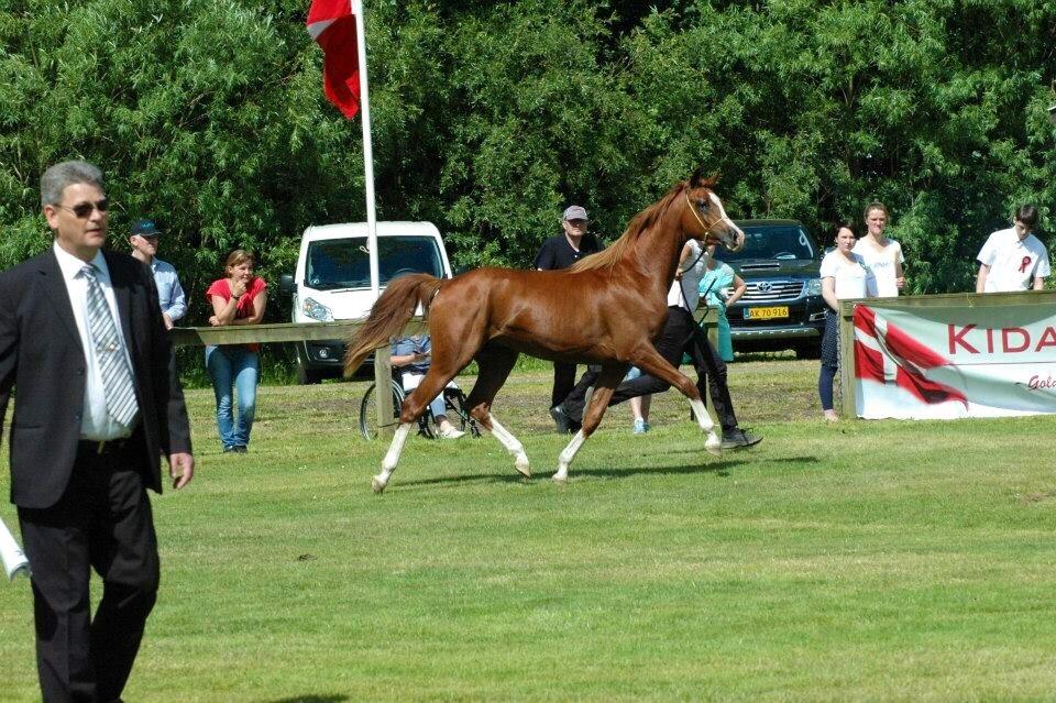 Arabisk fuldblod (OX) HO-Cosmos Jack billede 16