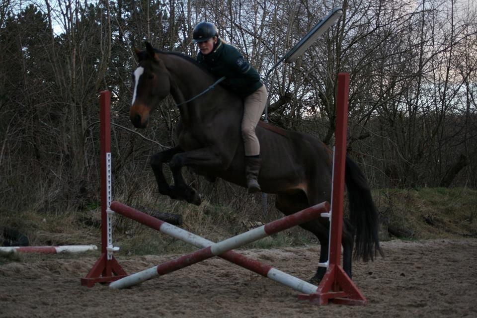 Dansk Varmblod Parvenu - 2015 billede 11