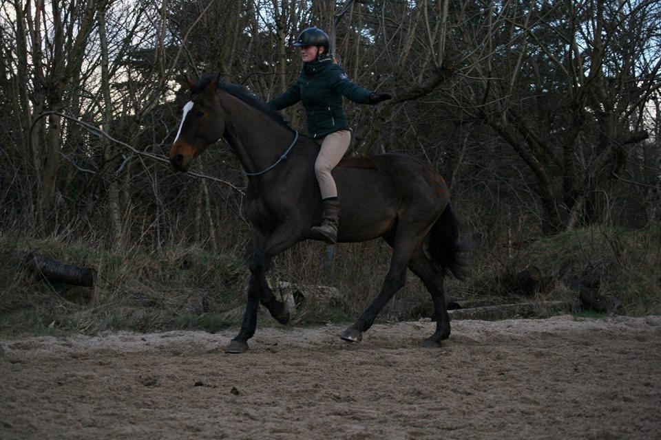 Dansk Varmblod Parvenu - Running wild <3 2016 billede 4