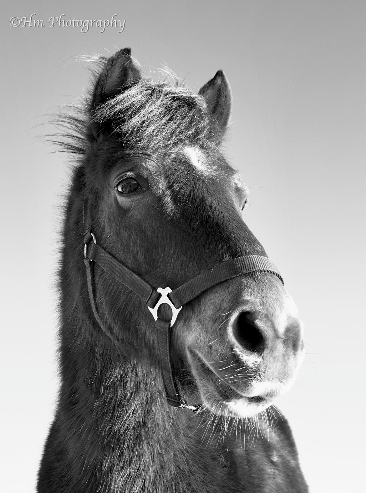 Anden særlig race Diamond Boy (Boy) billede 15