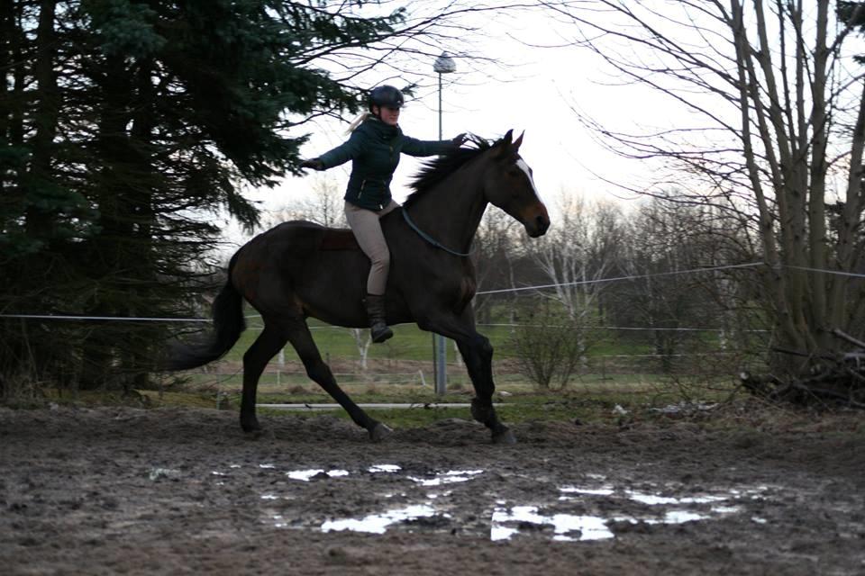 Dansk Varmblod Parvenu - 2016 billede 14