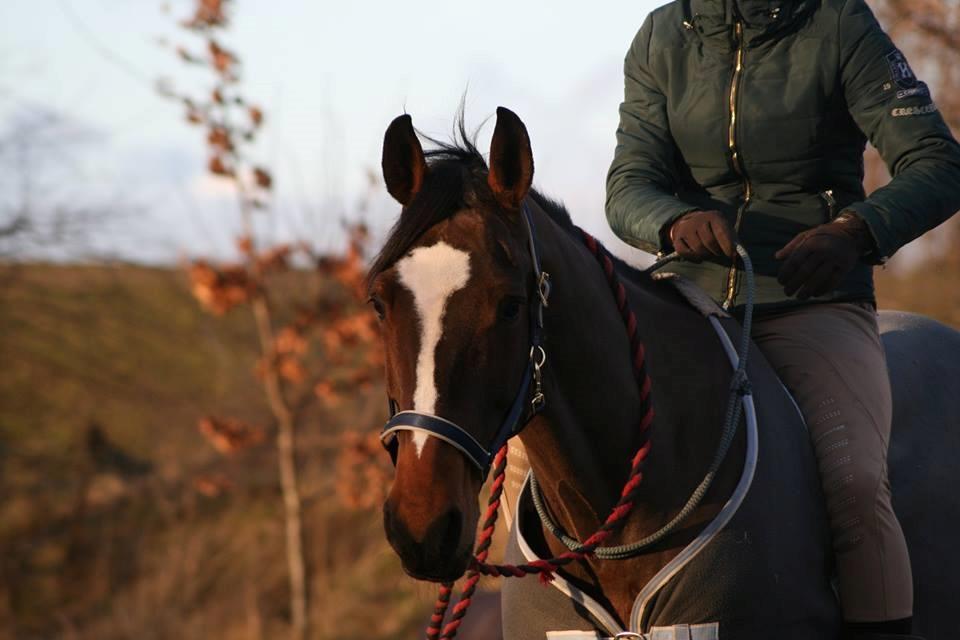 Dansk Varmblod Parvenu - 2016 billede 7