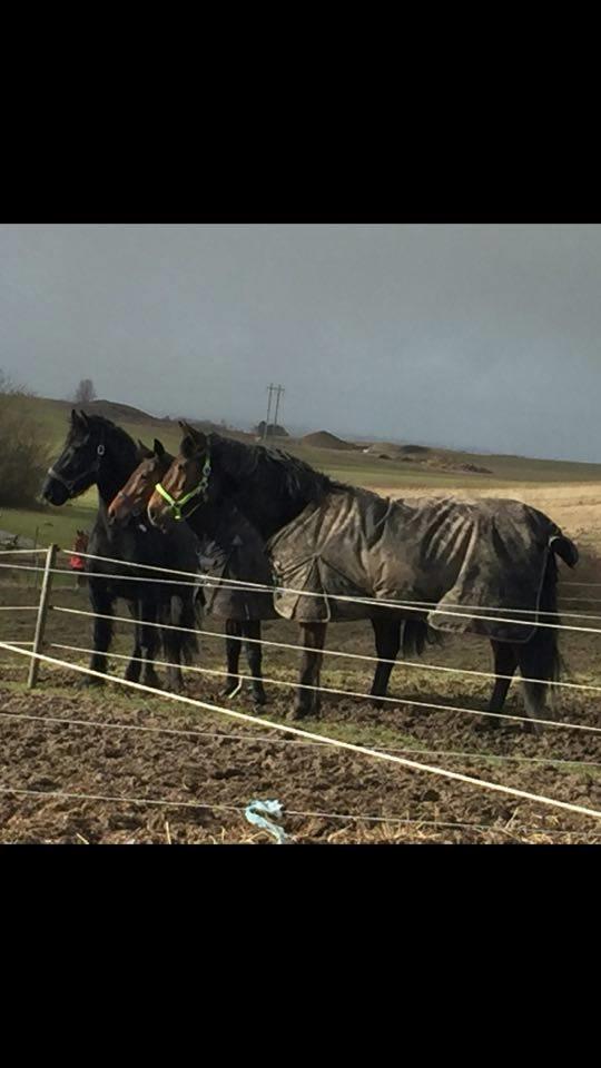 Frieser Frauke van de Fulgleholt billede 8