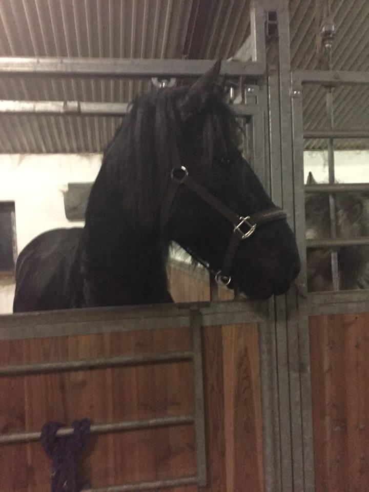 Frieser Frauke van de Fulgleholt billede 6