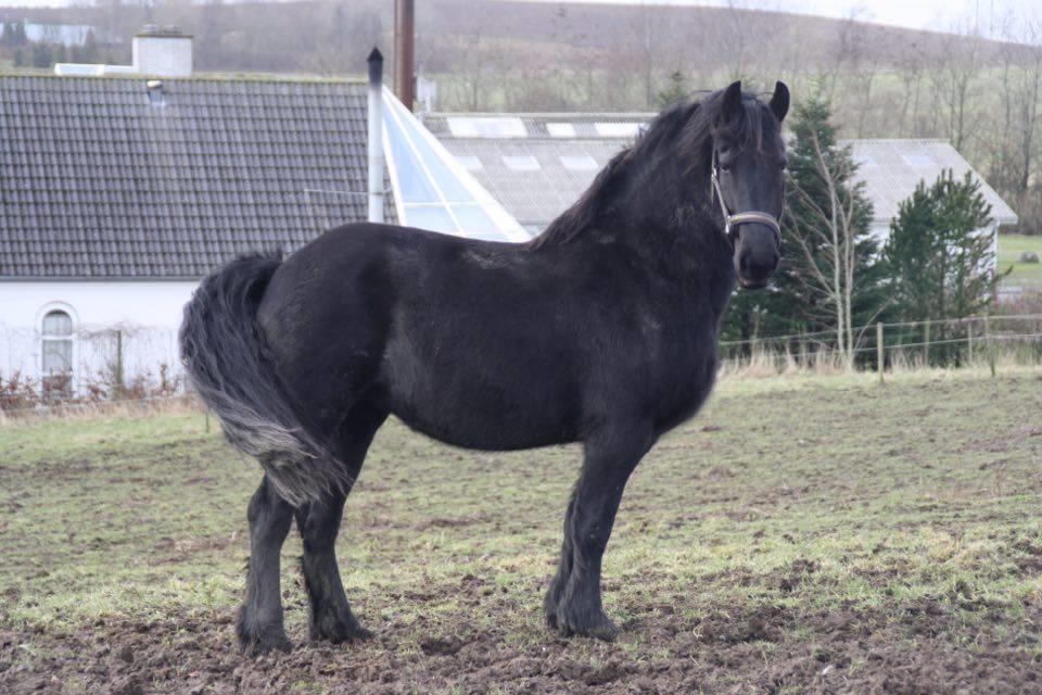 Frieser Frauke van de Fulgleholt billede 3