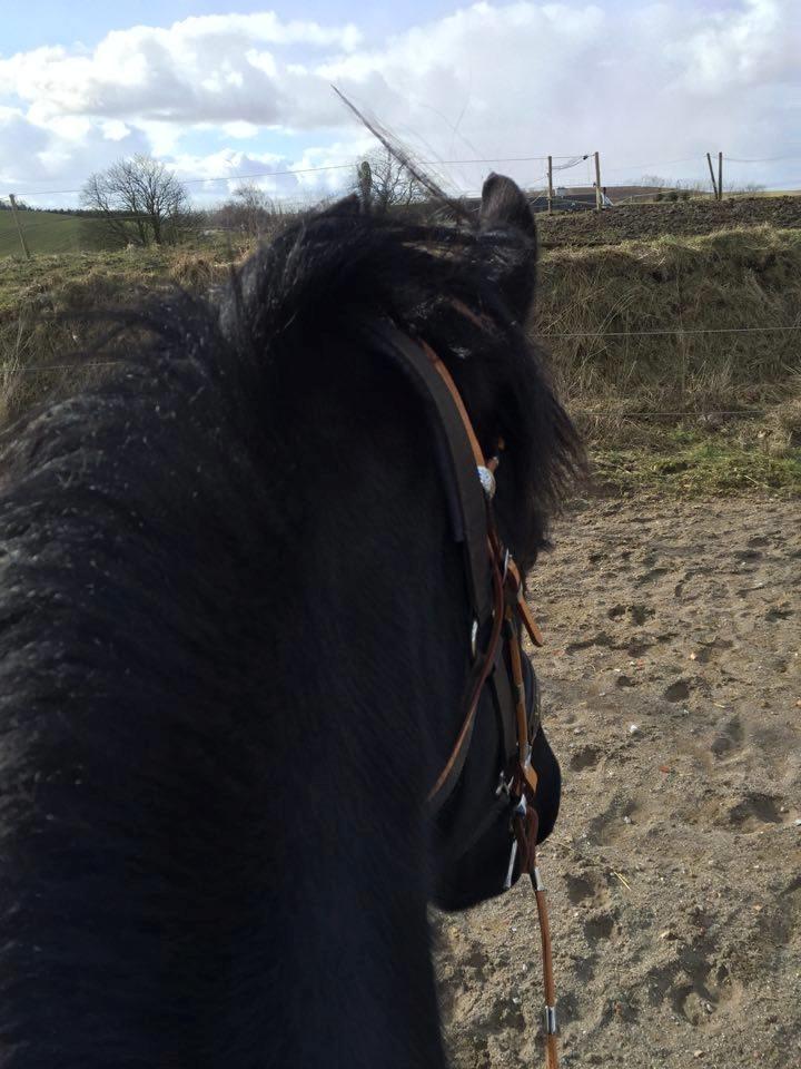 Frieser Frauke van de Fulgleholt billede 4