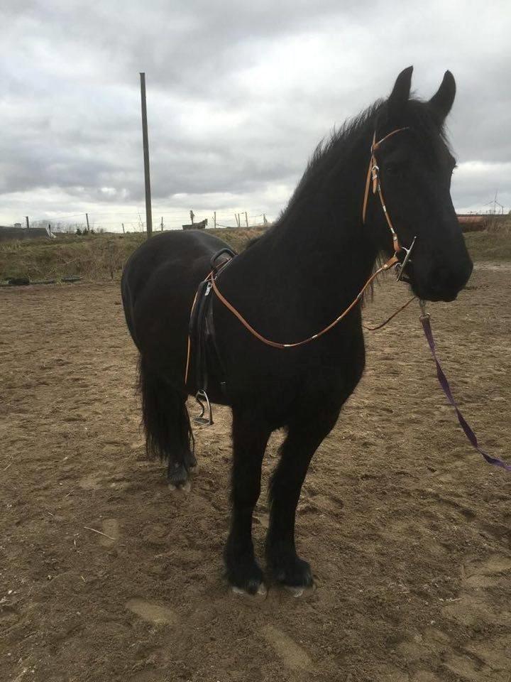 Frieser Frauke van de Fulgleholt billede 2