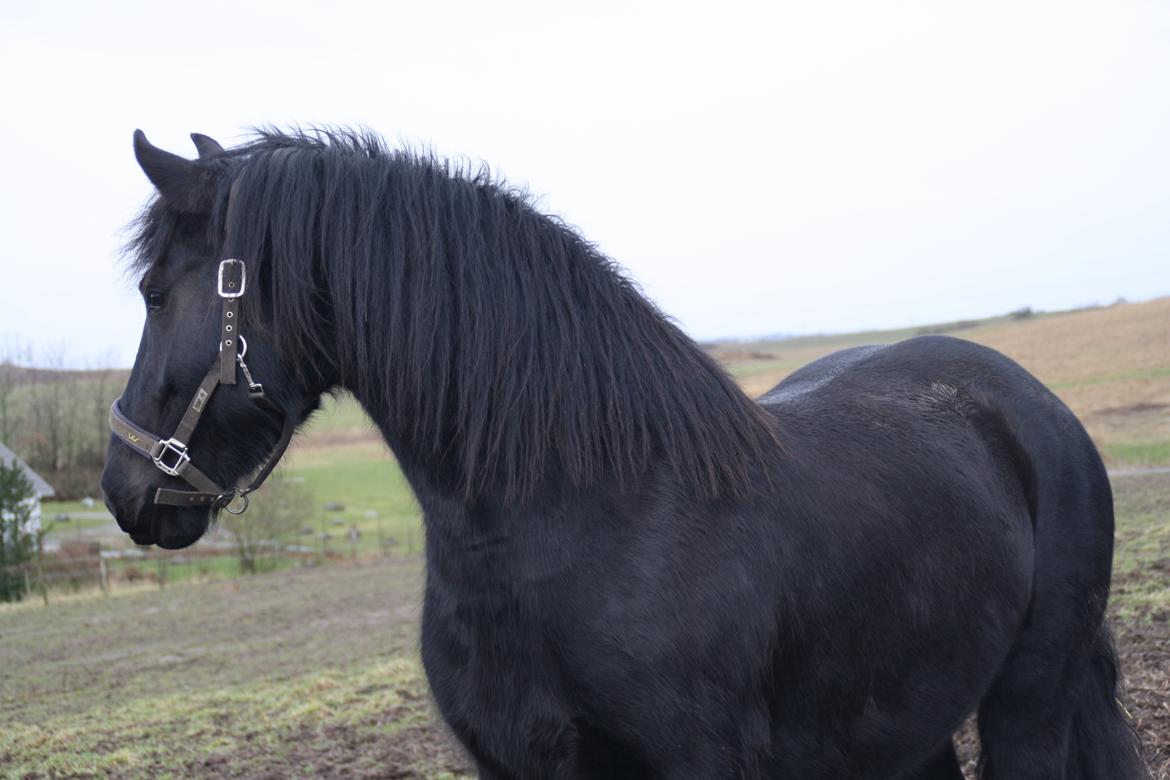 Frieser Frauke van de Fulgleholt billede 7