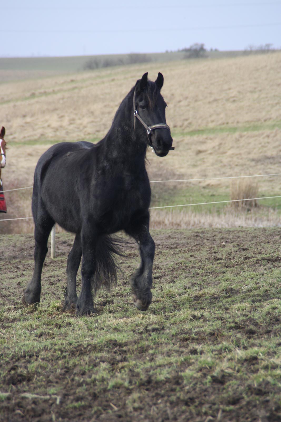 Frieser Frauke van de Fulgleholt billede 9