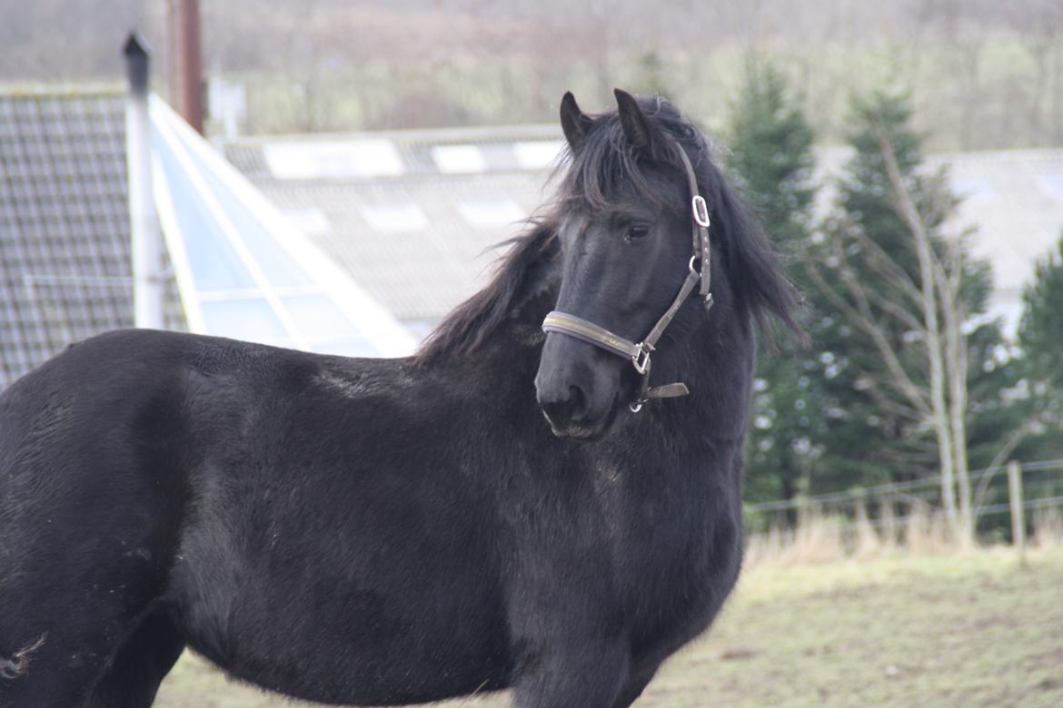 Frieser Frauke van de Fulgleholt billede 1