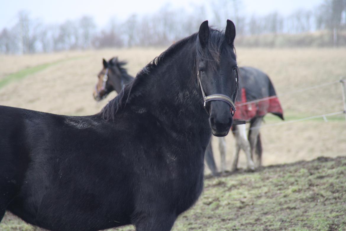 Frieser Frauke van de Fulgleholt billede 10