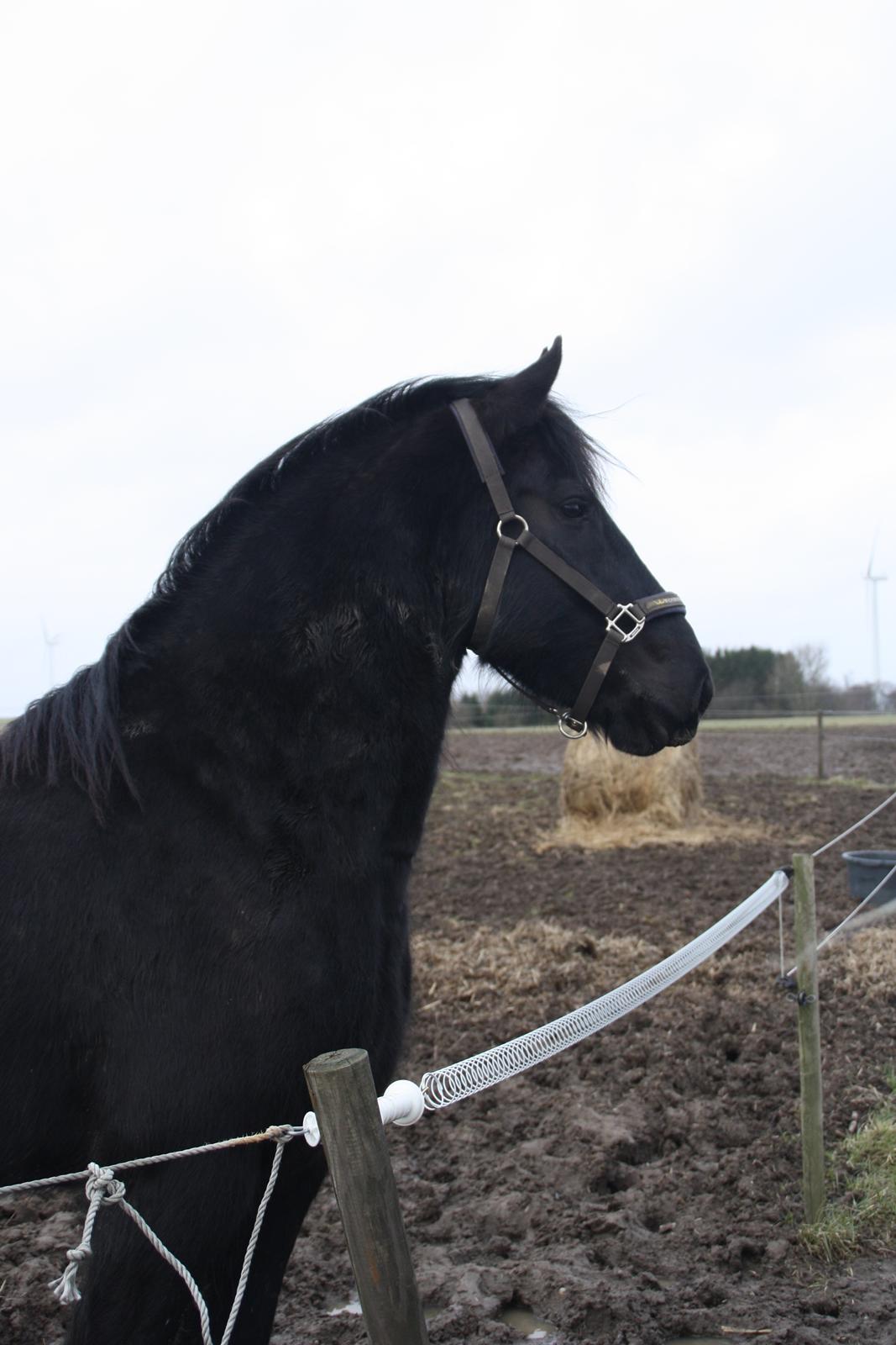 Frieser Frauke van de Fulgleholt billede 13