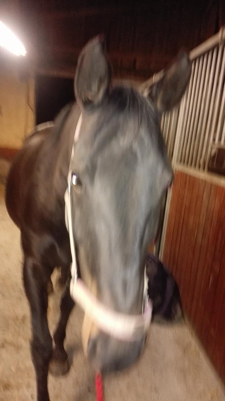 Anden særlig race Petite billede 8