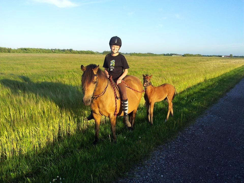 New Forest Mortensmindes picasso - Det er hårdt at være lille billede 5