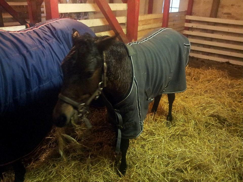 New Forest Mortensmindes picasso - Puha det har regnet billede 6