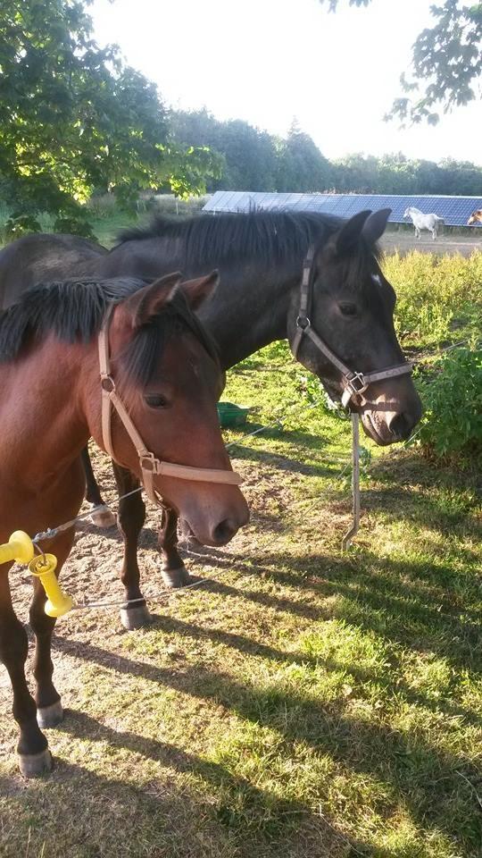 New Forest Mortensmindes picasso - Min bedste ven billede 7