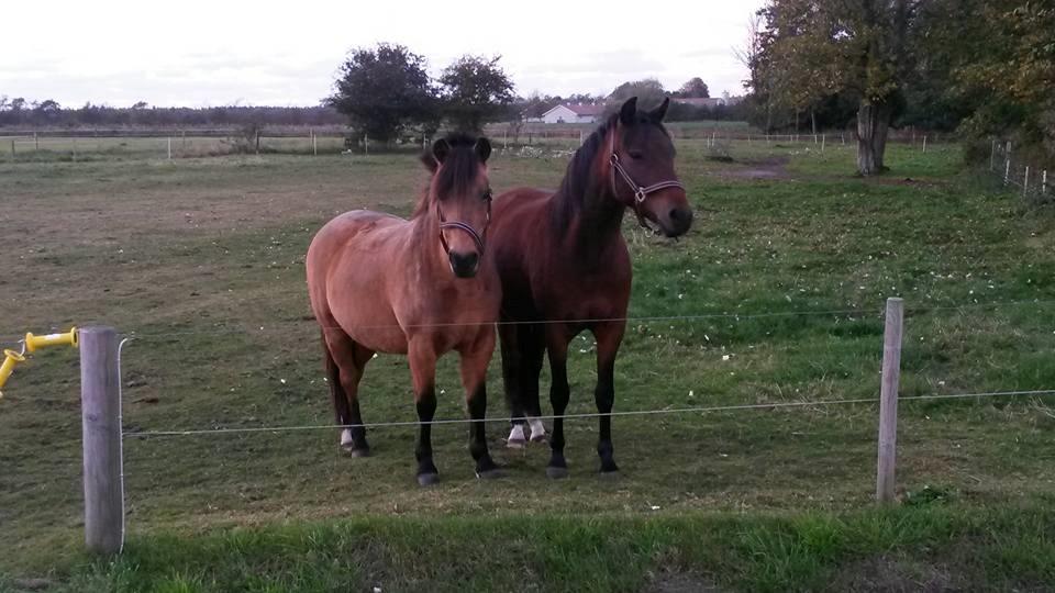 New Forest Mortensmindes picasso - 2015 billede 4