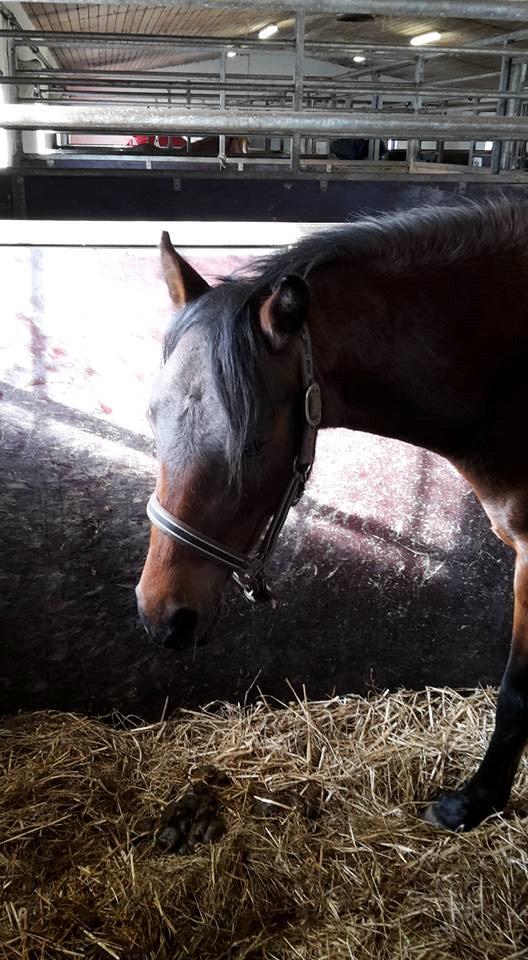 New Forest Mortensmindes picasso billede 8