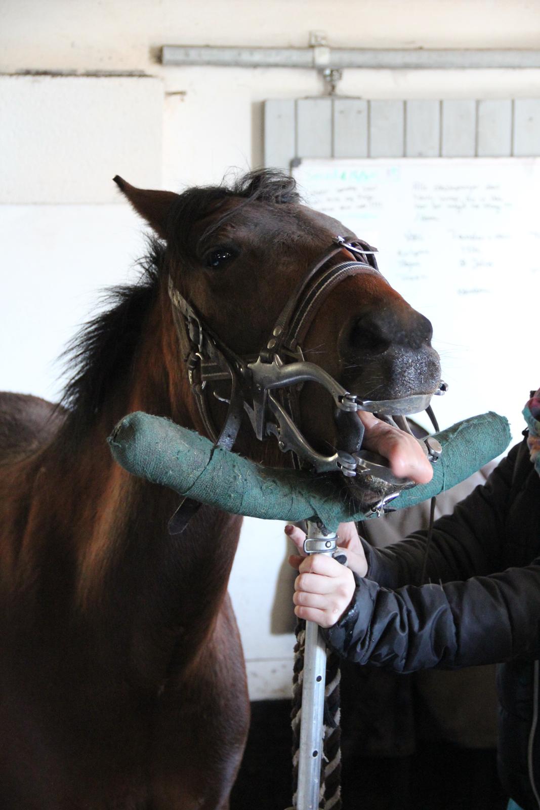 New Forest Mortensmindes picasso - Så fik jeg rykket to ulvetænder ud billede 9
