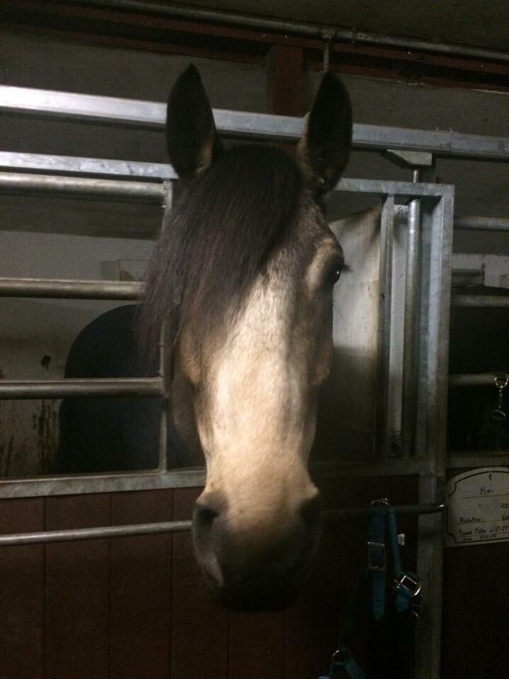 Anden særlig race Corano billede 14