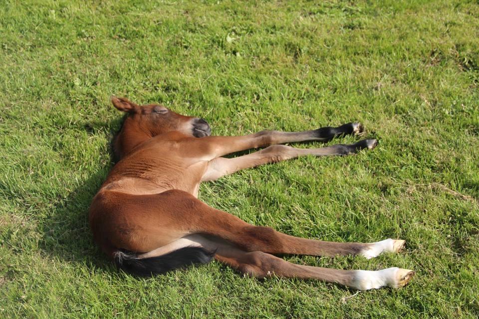 New Forest Mortensmindes picasso billede 11