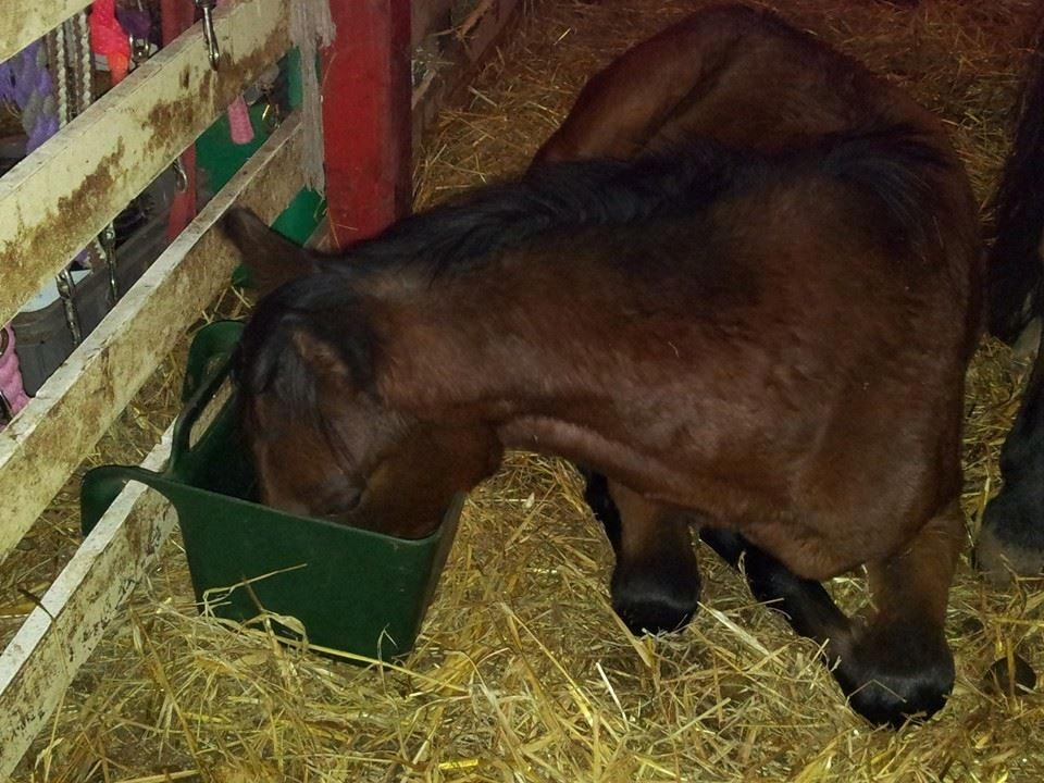 New Forest Mortensmindes picasso - Luksus liv at være ponyføl billede 13