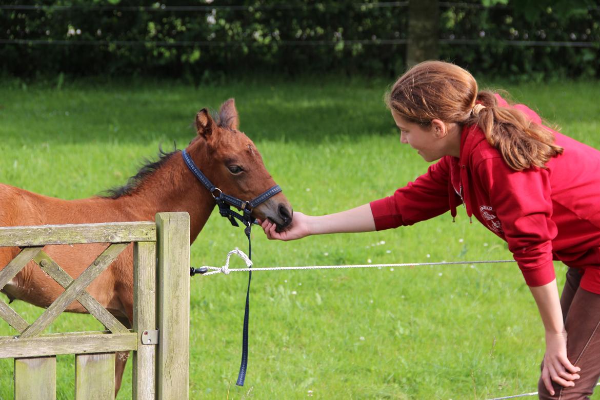 New Forest Mortensmindes picasso - Så kom Victoria hjem fra turen til KBH billede 10